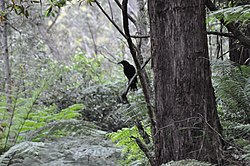 Ave Strepera Graculina en el parque