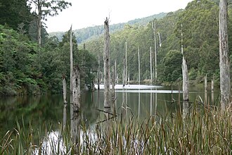 Imagen ilustrativa de Parque Nacional Great Otway: Naturaleza y Biodiversidad