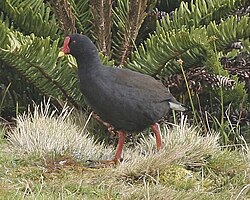 Imagen ilustrativa de Gallinula comeri: La Gallineta de Gough