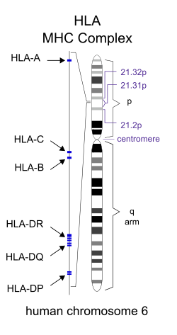 Diagrama de la interacción HLA-péptido