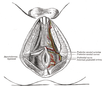 Imagen ilustrativa de Venas escrotales posteriores