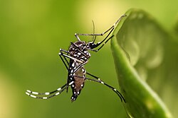 Imagen ilustrativa de Epidemia del Virus del Zika 2015-2016: Causas y Efectos