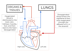 Anatomía del corazón humano