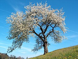 Hojas y flores de Prunus cerasus