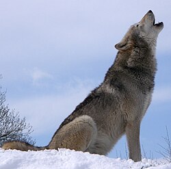 Lobo aullando